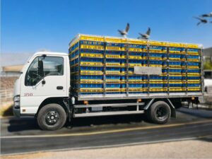 XE TẢI ISUZU QKR77HE4 2.4 TẤN CHỞ GÀ VỊT